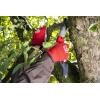 imageFELCO 603 Folding Pruning Saw  Curved PullStroke Saw for Tree Trimming ampamp Elevated Cut  Tree Branch Cutter  Folding Handsaw with ChromePlated 8quot Blade NonSlip Handle Blade Lock Swiss Precision