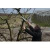 imageFelco Pruning Saw F 611  Classic Tree Pull Stroke Pruner Saw w Carrying Sheath