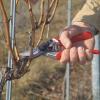 imageFelco Pruning Shears F 6  High Performance Swiss Made OneHand Garden Pruners  100052385F 8