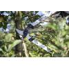 imageFELCO F22190 Swiss Made Loppers for Gardening  36quot Lightweight Precision Loppers for Tree Trimming  Tree Branch Cutters  Tree Trimmer Tool with Curved Bypass Blade  IBeam Handles  Orchard Reach